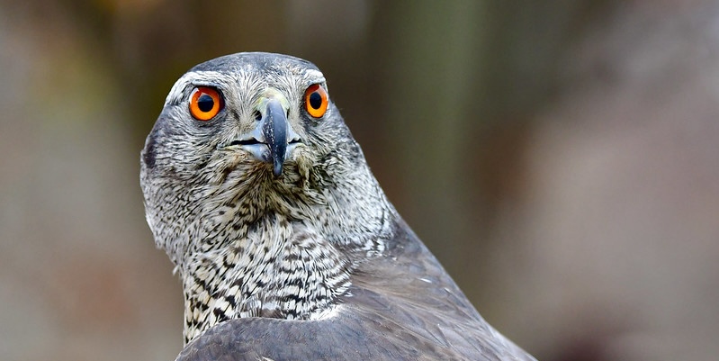 American Goshawk photo